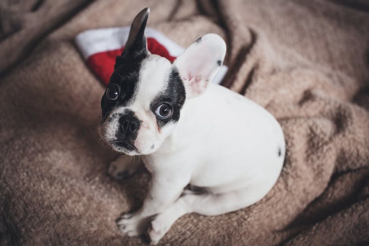 10 Puppy Pictures To Get You Through The Week