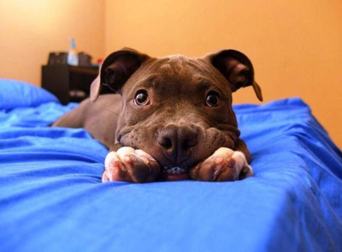 Are Pit Bulls Really Dangerous?