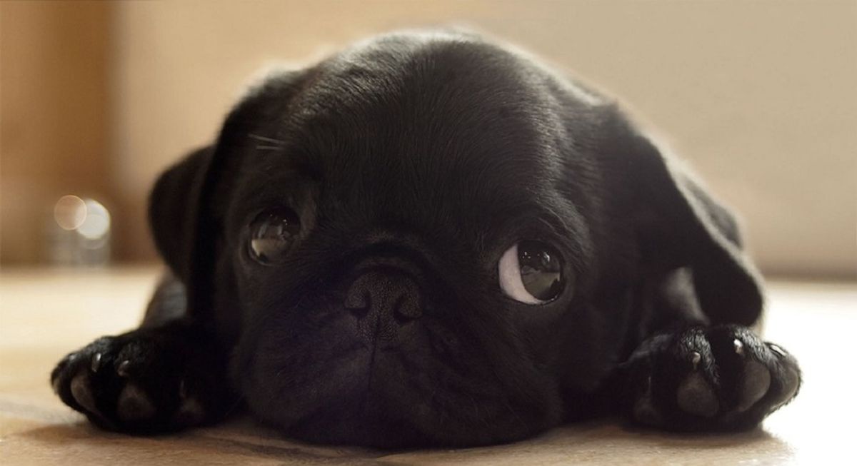 10 Reasons Why Pugs Are Fabulous
