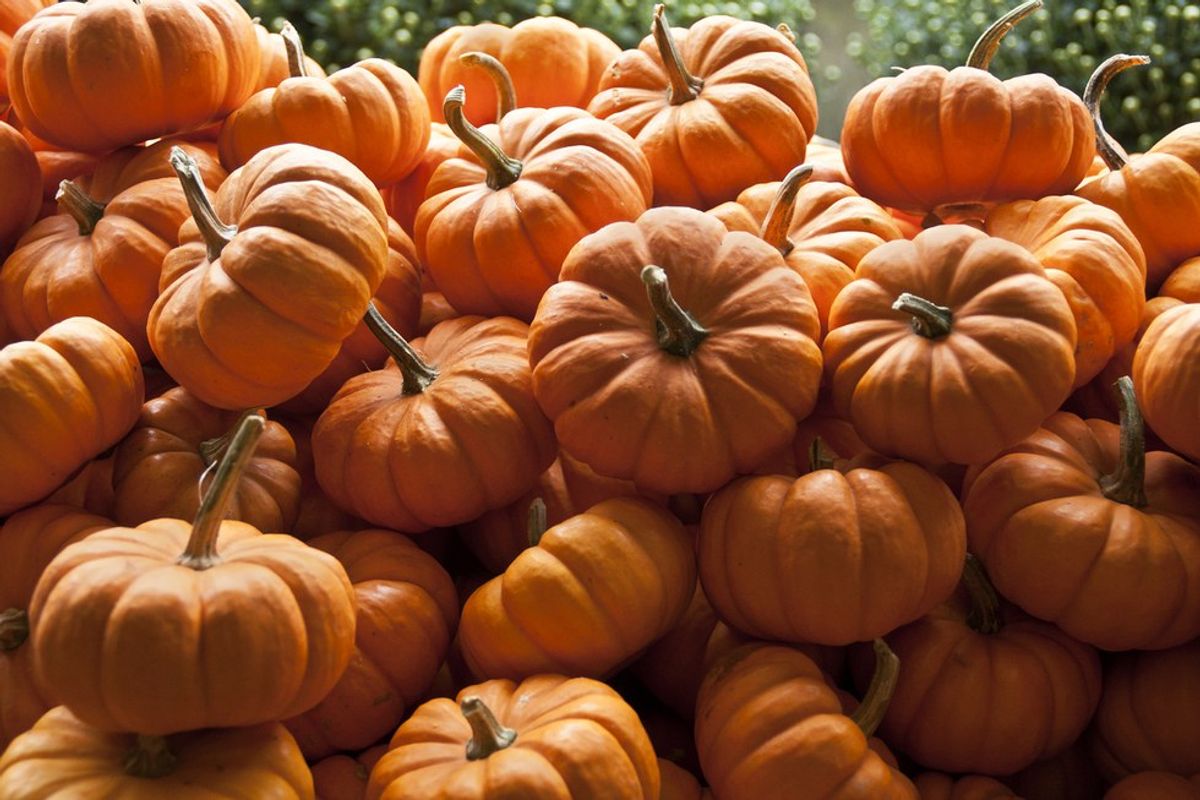 Pumpkin Everything This Fall
