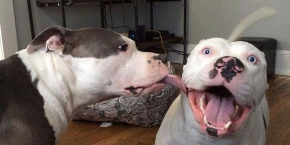 Pictures to Prove Pit Bulls Are Sweet, Not Vicious