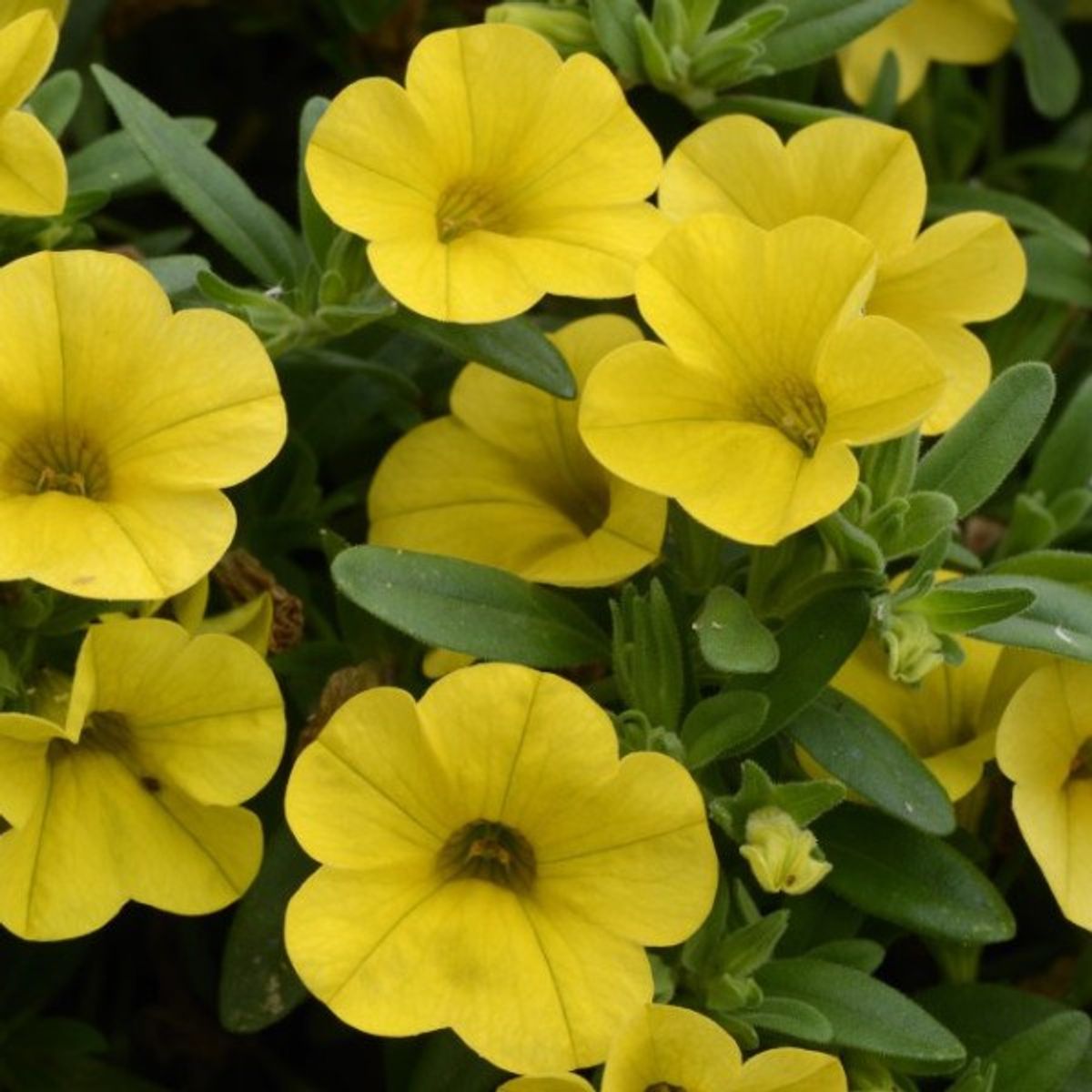 A Smile Your Way From The Poem of the Day