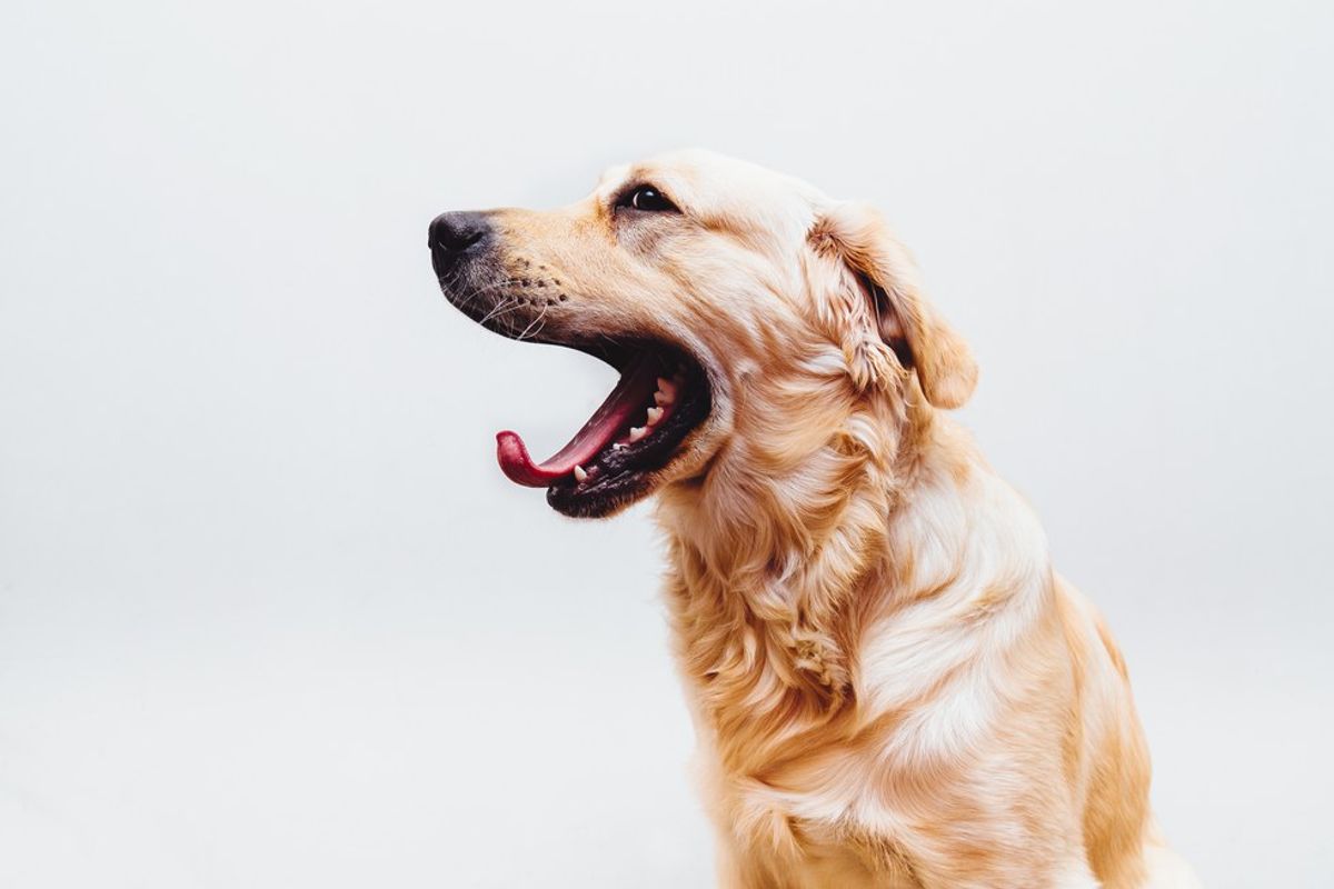 5 Reasons A Dog May Be Right For You
