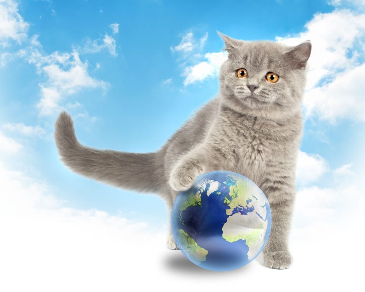 Small Ways To Save the World (Taught By Cats)