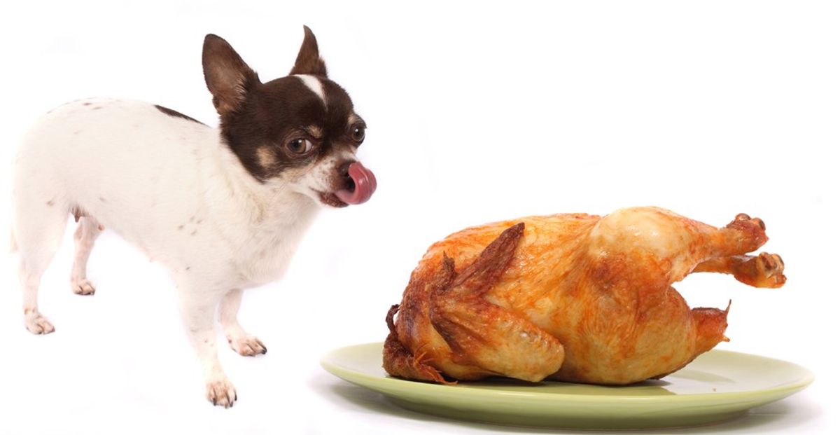 Thanksgiving as Told By Dog Gifs