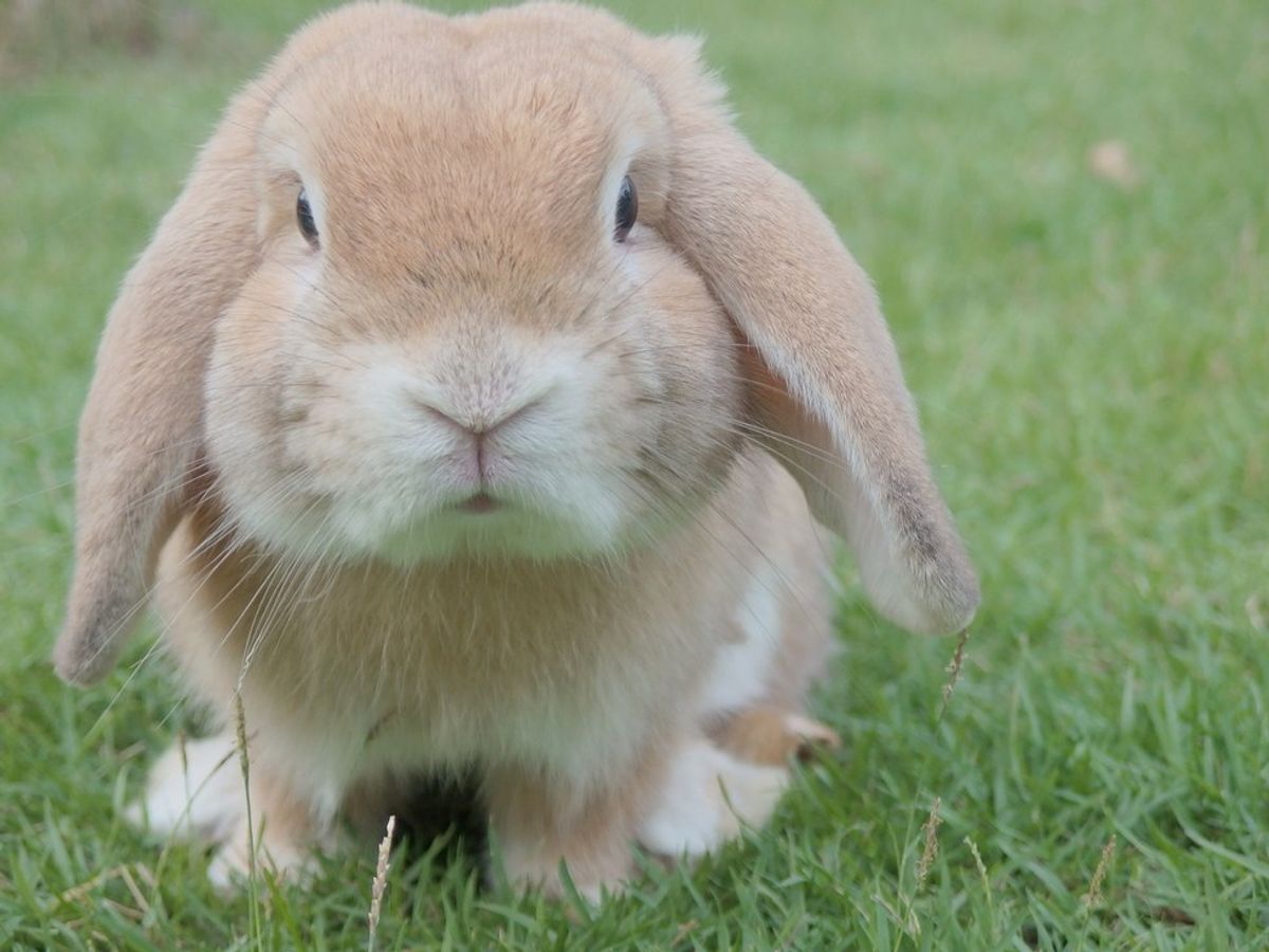 Things You Didn't Know About Owning A Rabbit