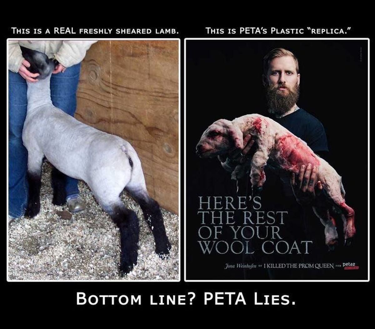 4 Things From PETA You Should Never Believe