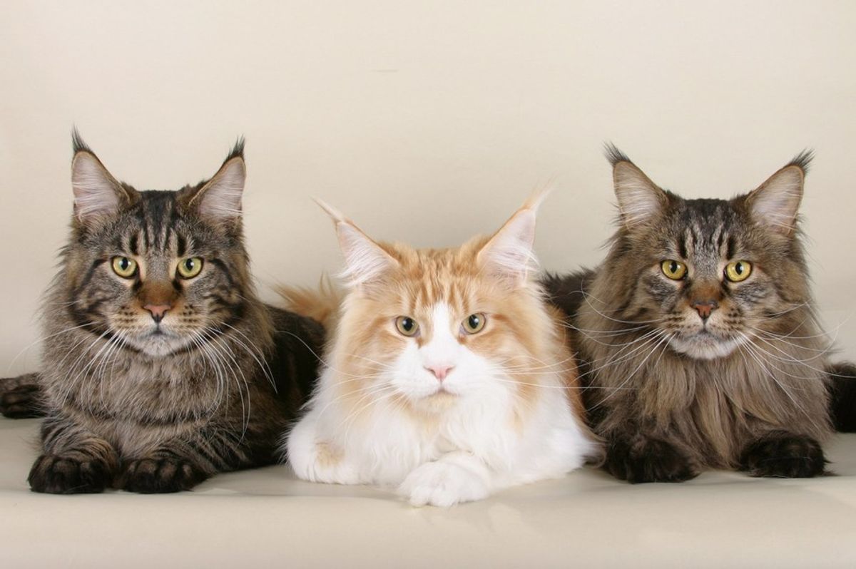 12 Things To Think About When You Get A Second Cat