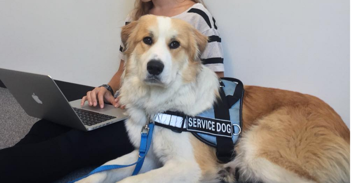What Tasks Do Psychiatric Service Dogs Perform?