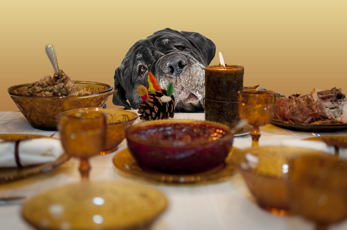 15 Thanksgiving Foods Ranked By My Dog's Tenacity To Beg