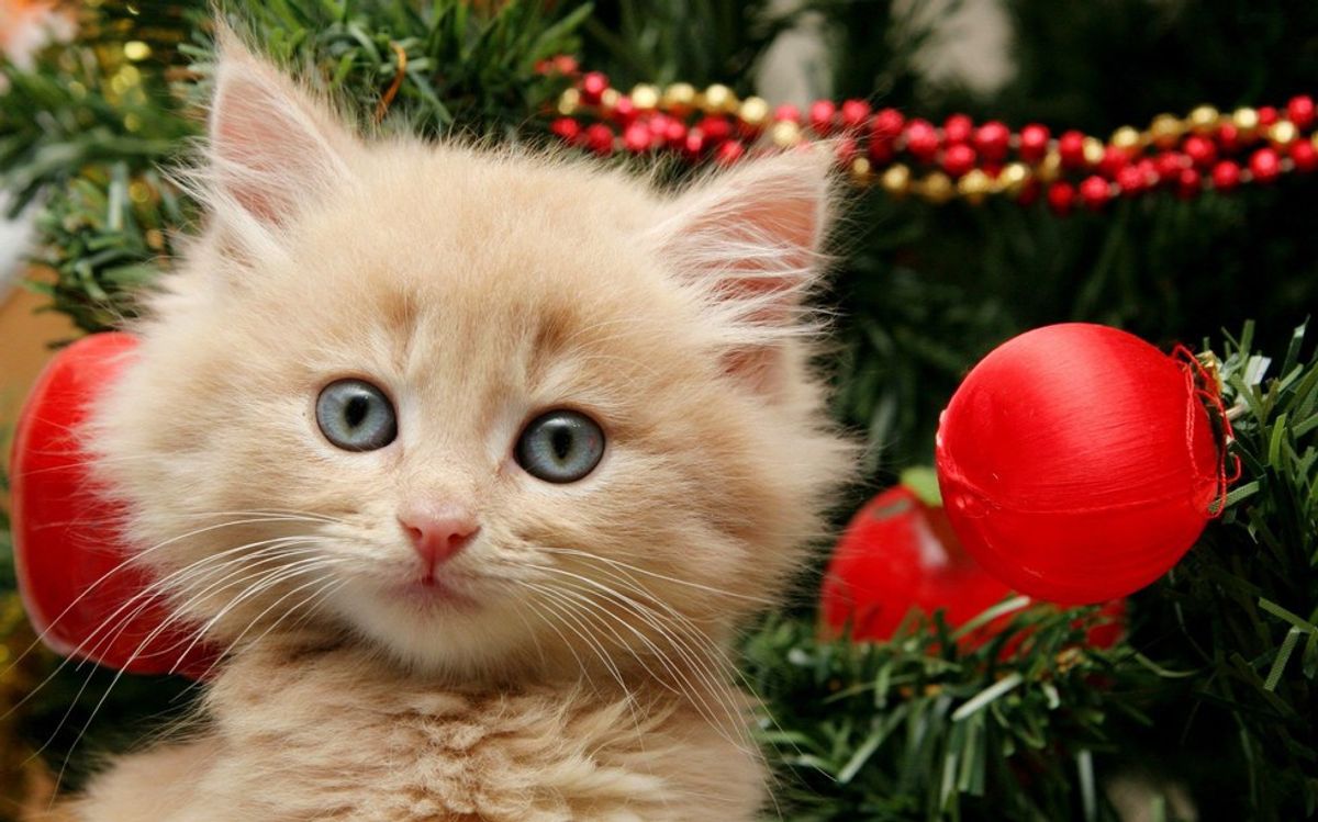 5 Reasons Why I Deserve A Kitty for Christmas