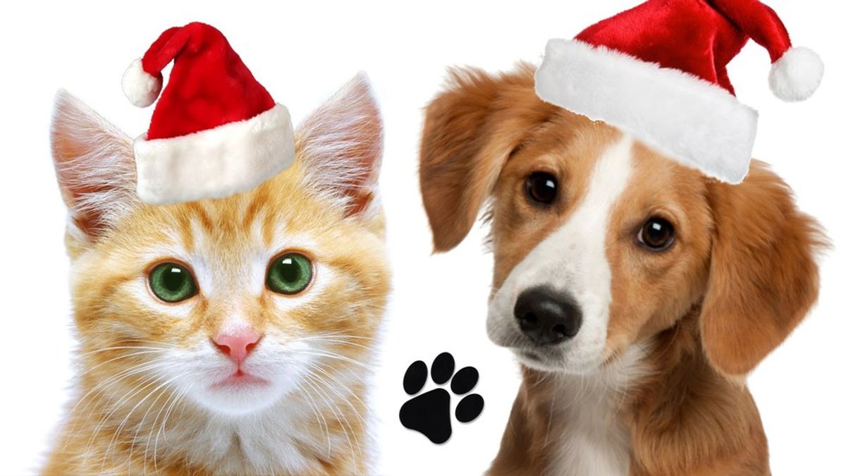 Be Smart About Holiday Adoptions