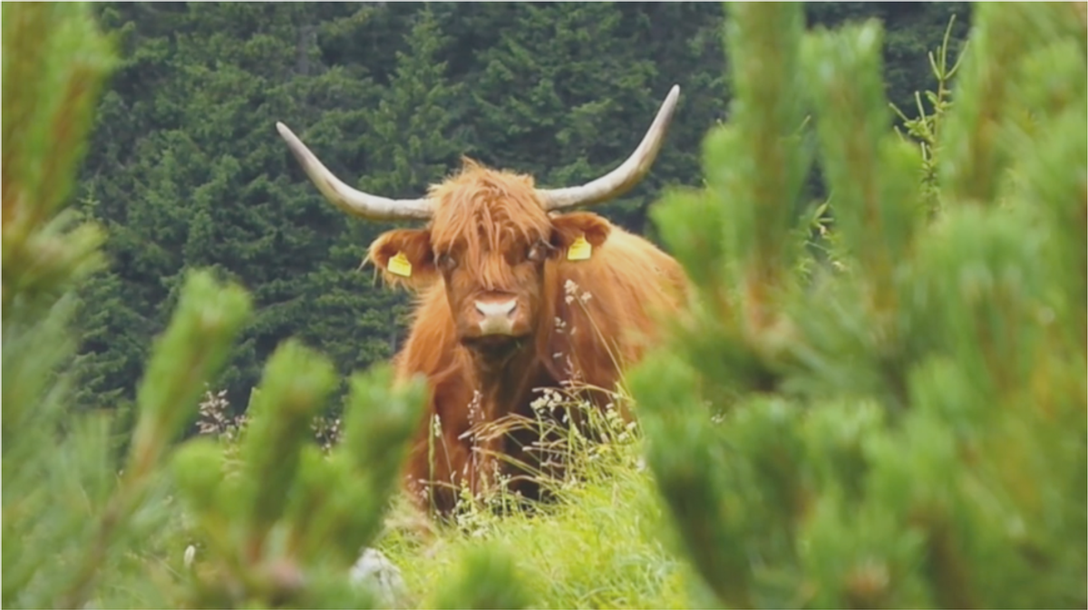 10 Hairy Coos To Brighten Your Day