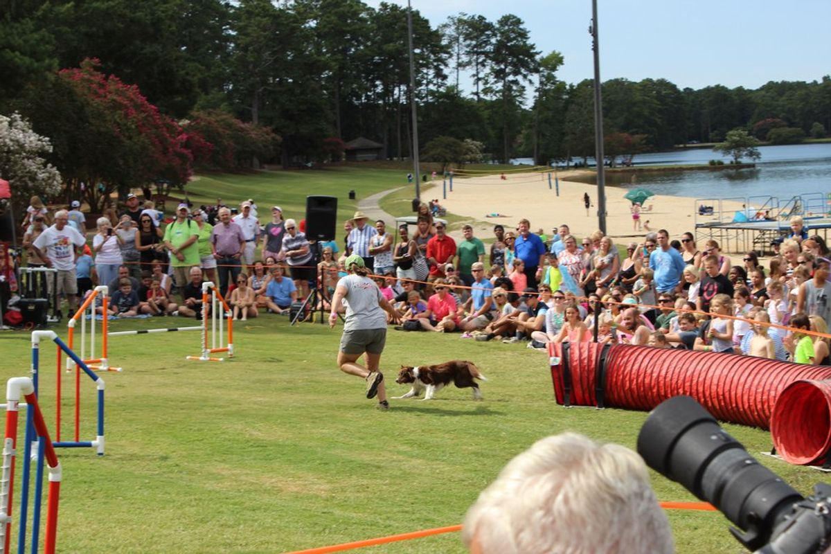 Disc Dog Show