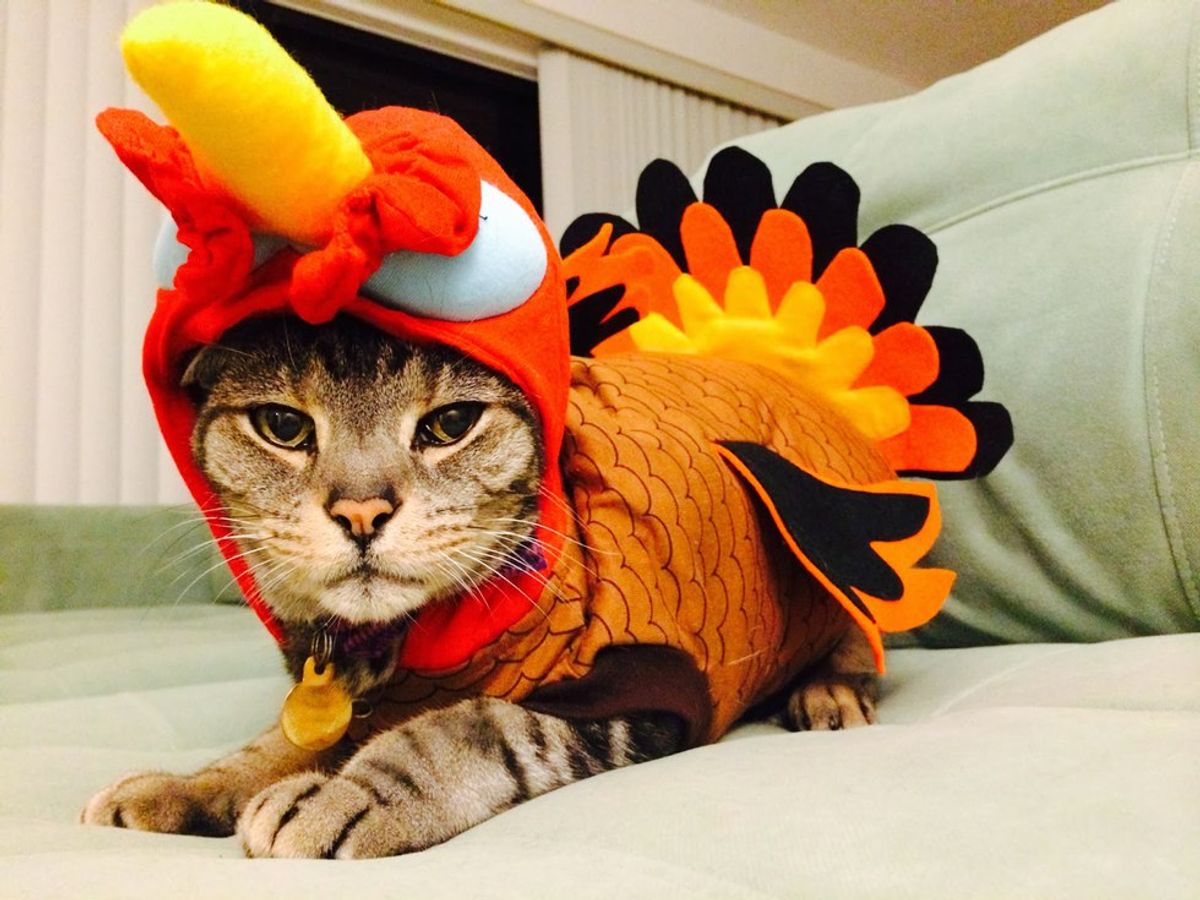 The Stages of Thanksgiving Explained Through Cats