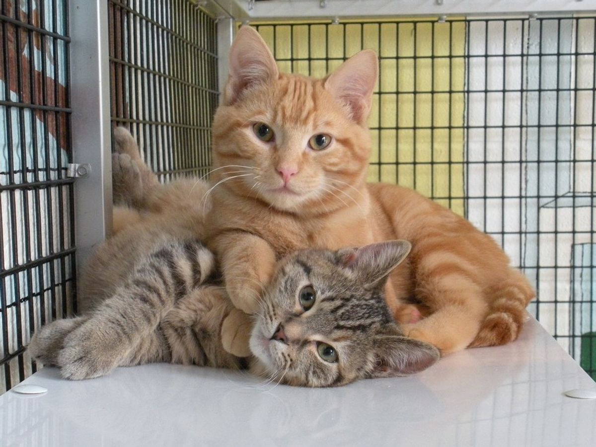 6 Things You Might Not Know About Shelter Cats