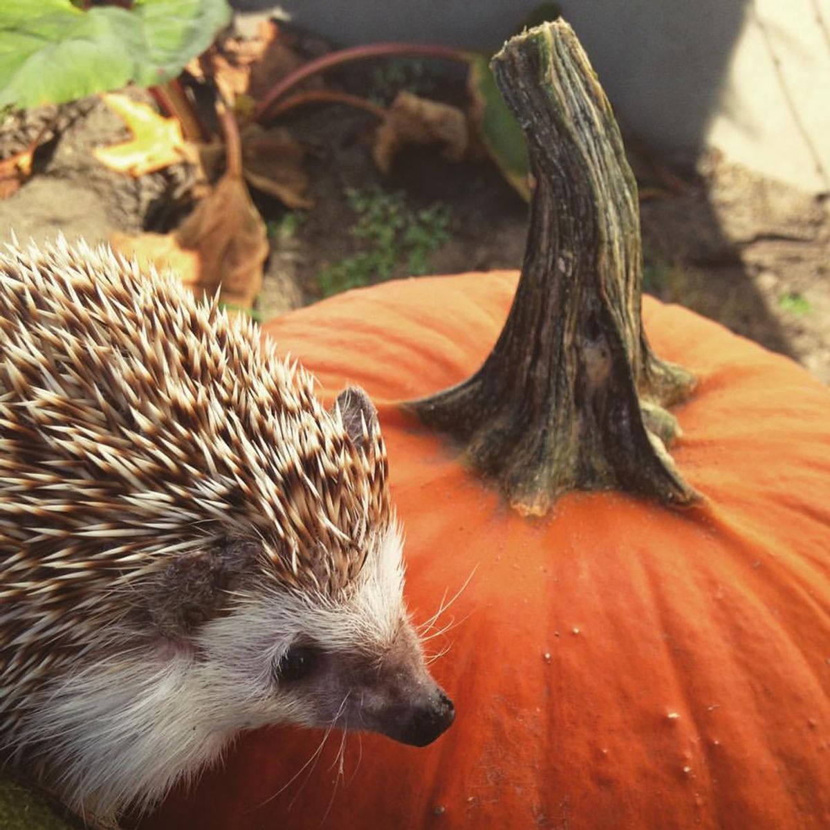 10 Reason Why You Need A Hedgehog In Your Life