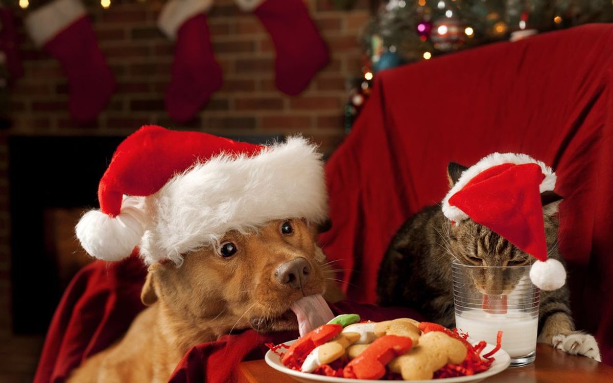 20 Photos Of Animals In Holiday Gear
