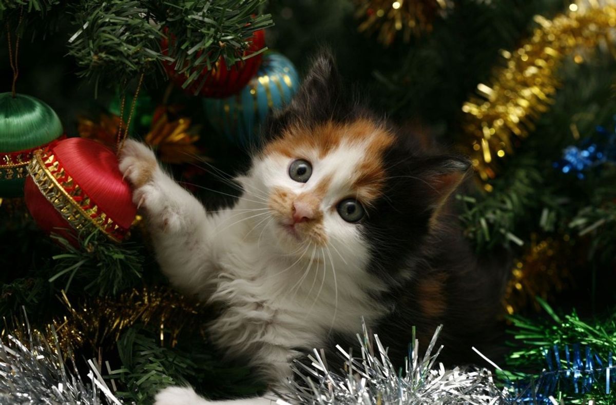 6 Things Every Cat Owner Thinks During The Holidays