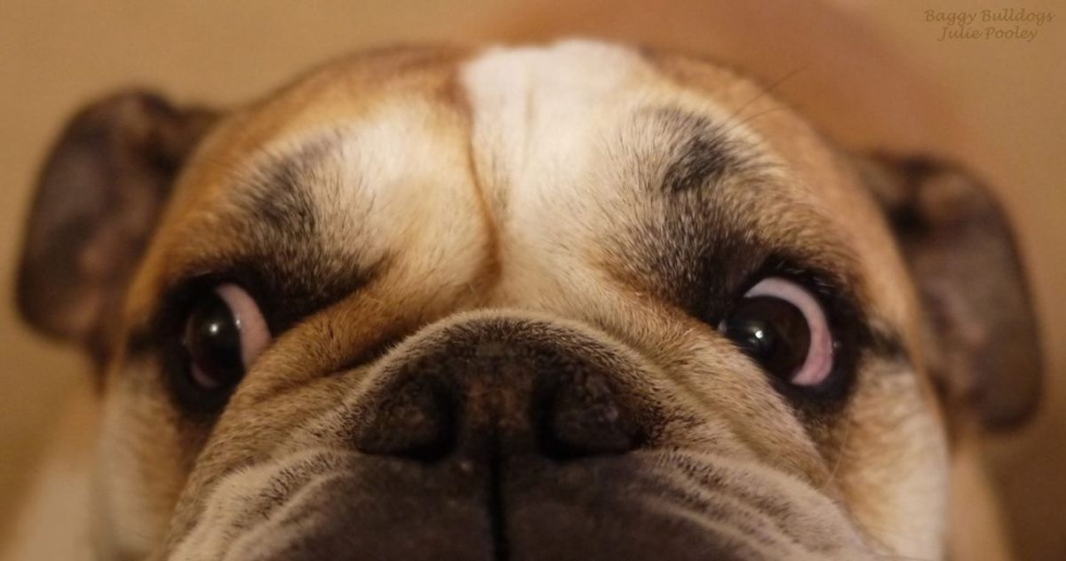 5 Reasons My Bulldog Babies Are Better Than People