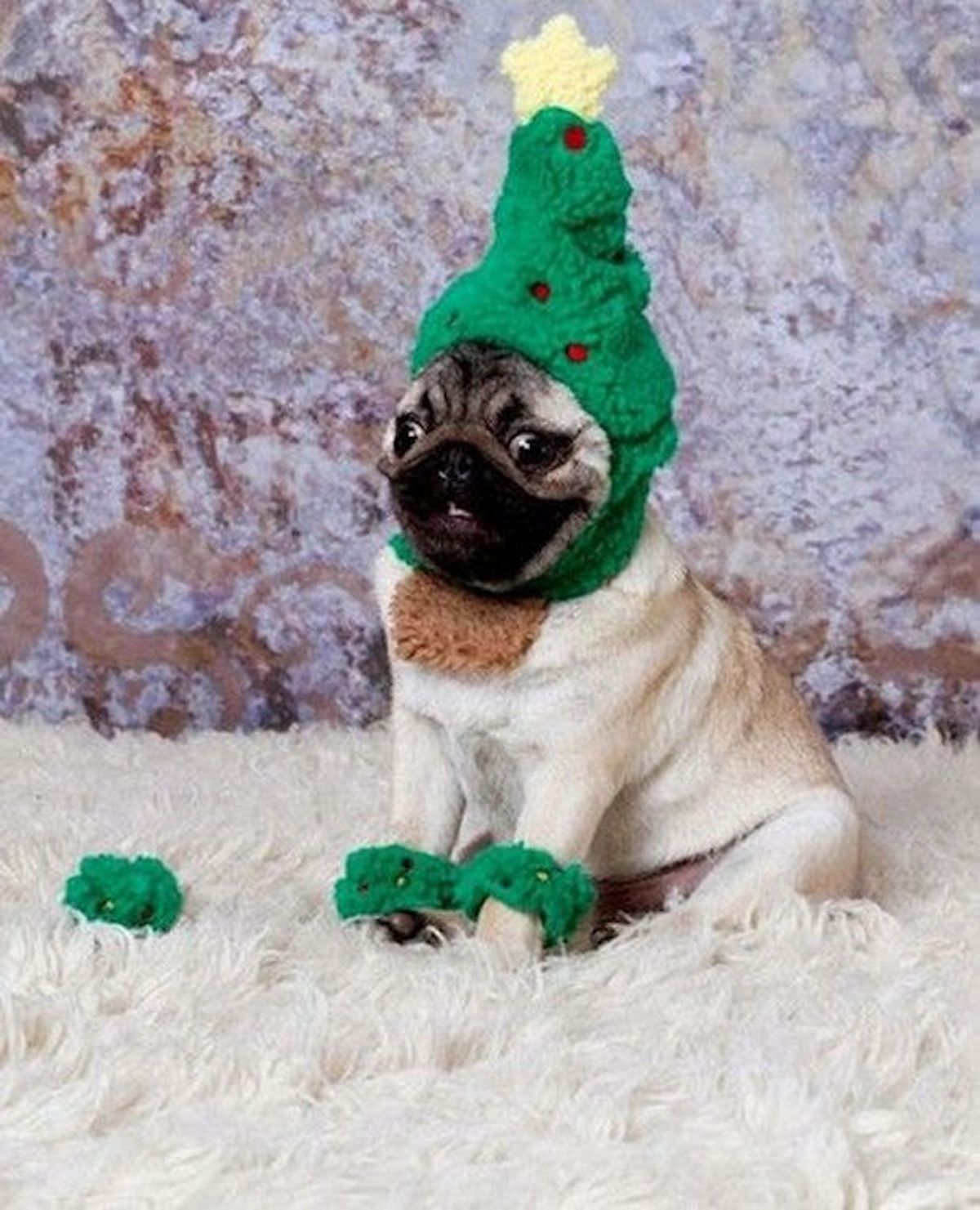 Finals Week as Explained Through a Series of Dogs in Christmas Outfits