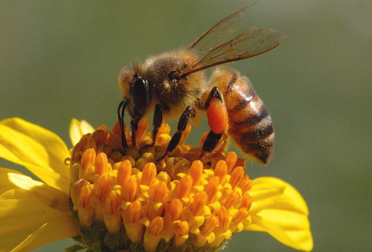 Bad News For Bees Means Bad News For Us