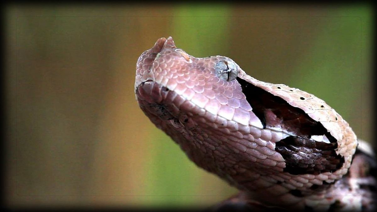 The Sluggish Snake
