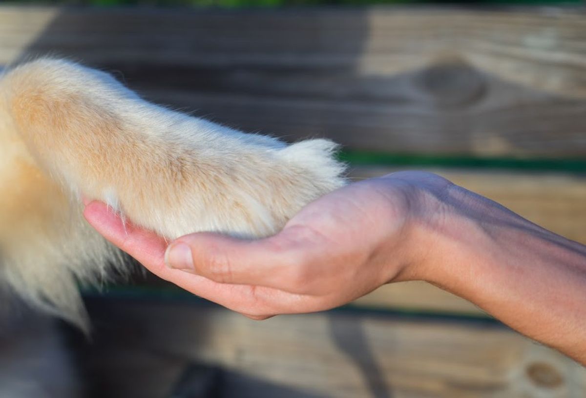 A Helping Paw: Helper Dog Harlow