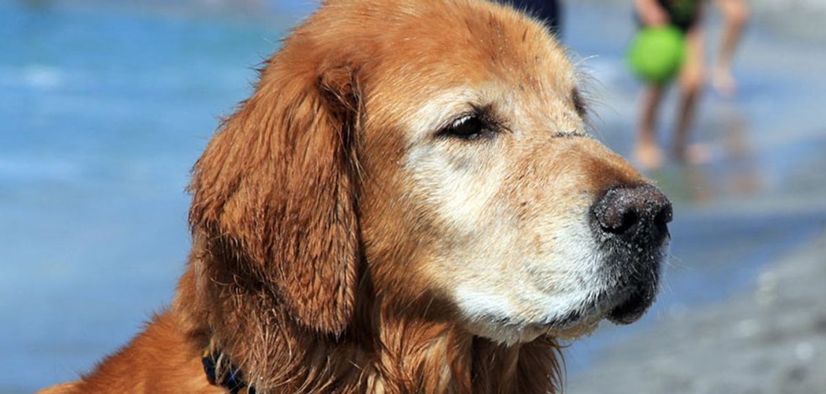 7 Tips to Help You Train Your Senior Dog