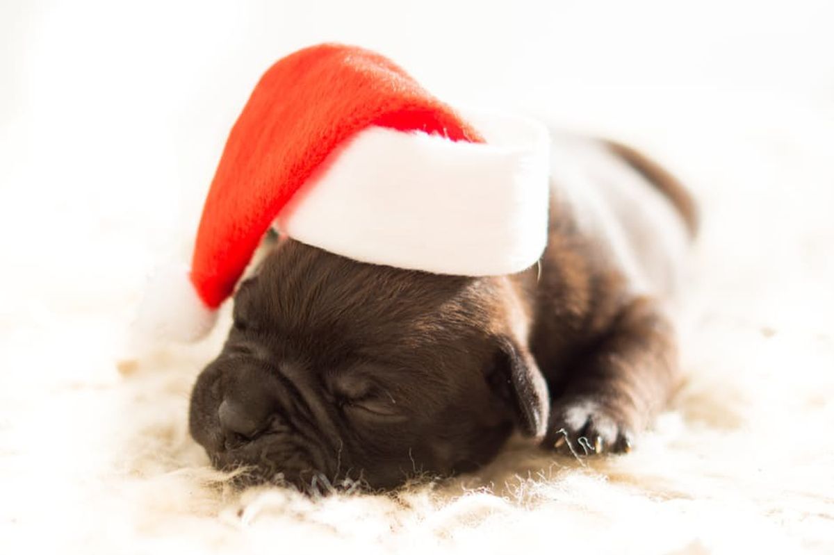 8 Christmas Gifts Your Dog Will Totally Love This Year