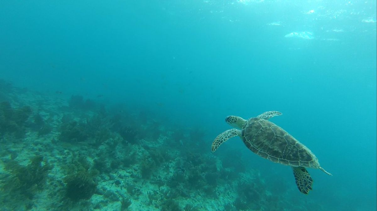 Will Sea Turtles Go Extinct?