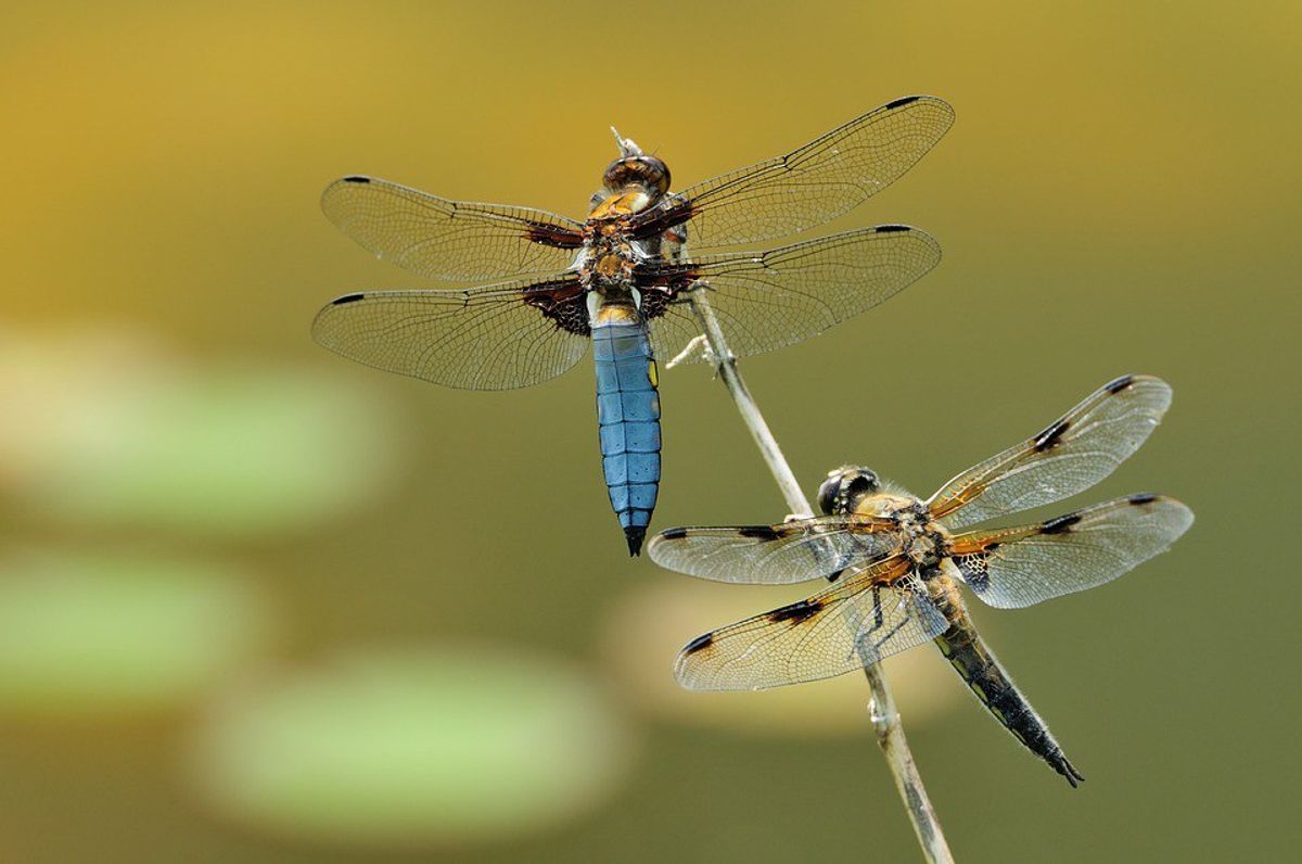 A Poem Called My Words Are Dragonflies