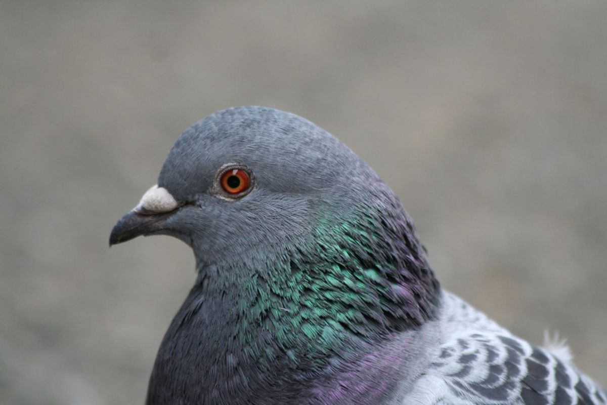 Pigeon: A Creative Piece