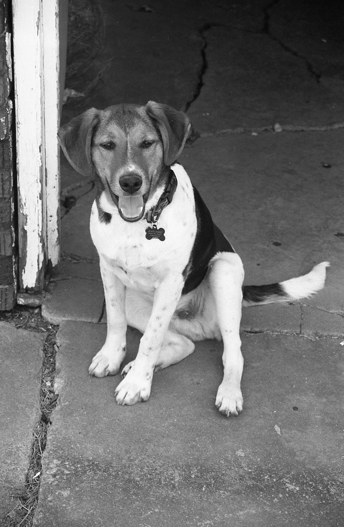 The Most Overdramatic Video Of My Dog