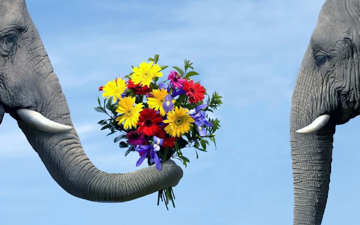 13 Facts About Elephants That Will Make You Want To Save Them
