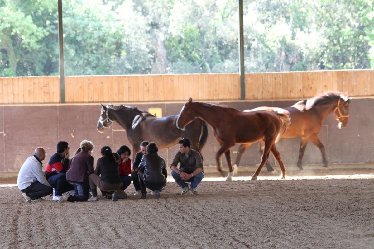 Horse Coaching for Entrepreneurs