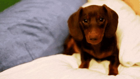 10 Cute Puppy Gifs You NEED to See This Finals Week