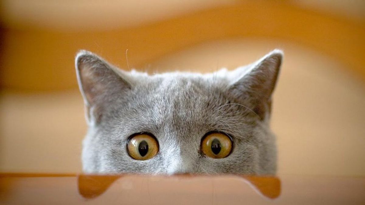Stressed? Watch These 21 Hilarious Cat GIFs