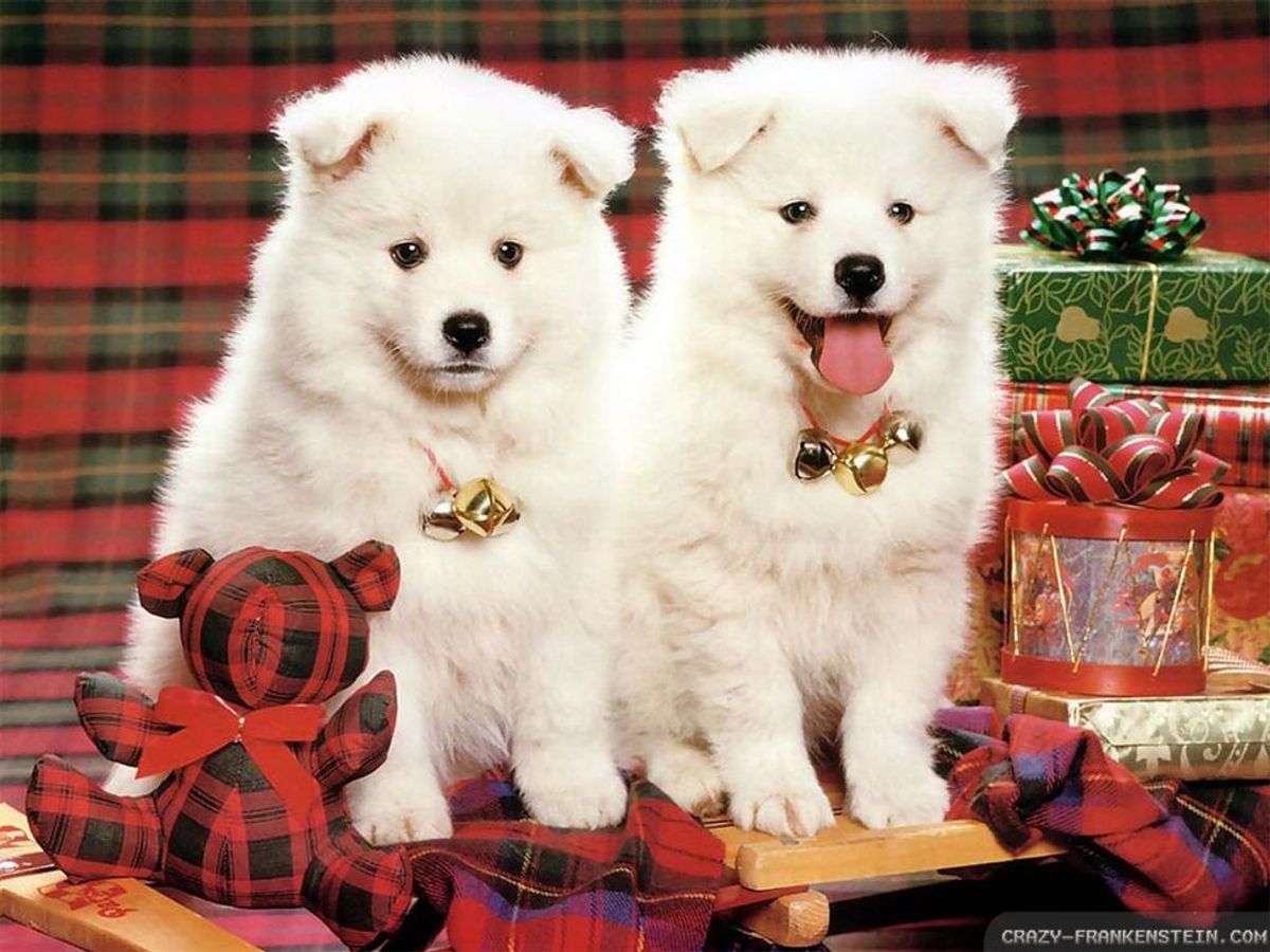 The 6 Most PAWfect Gifts For Dogs This Holiday Season