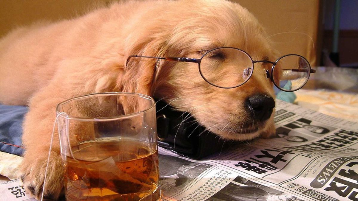 8 Dogs That Will Definitely Cheer You Up During Finals Week