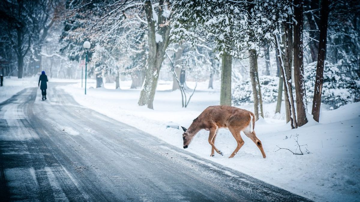 7 Signs You Love Winter