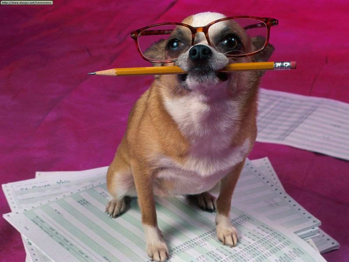 10 Dog GIFs That Will Help You Survive Finals Week