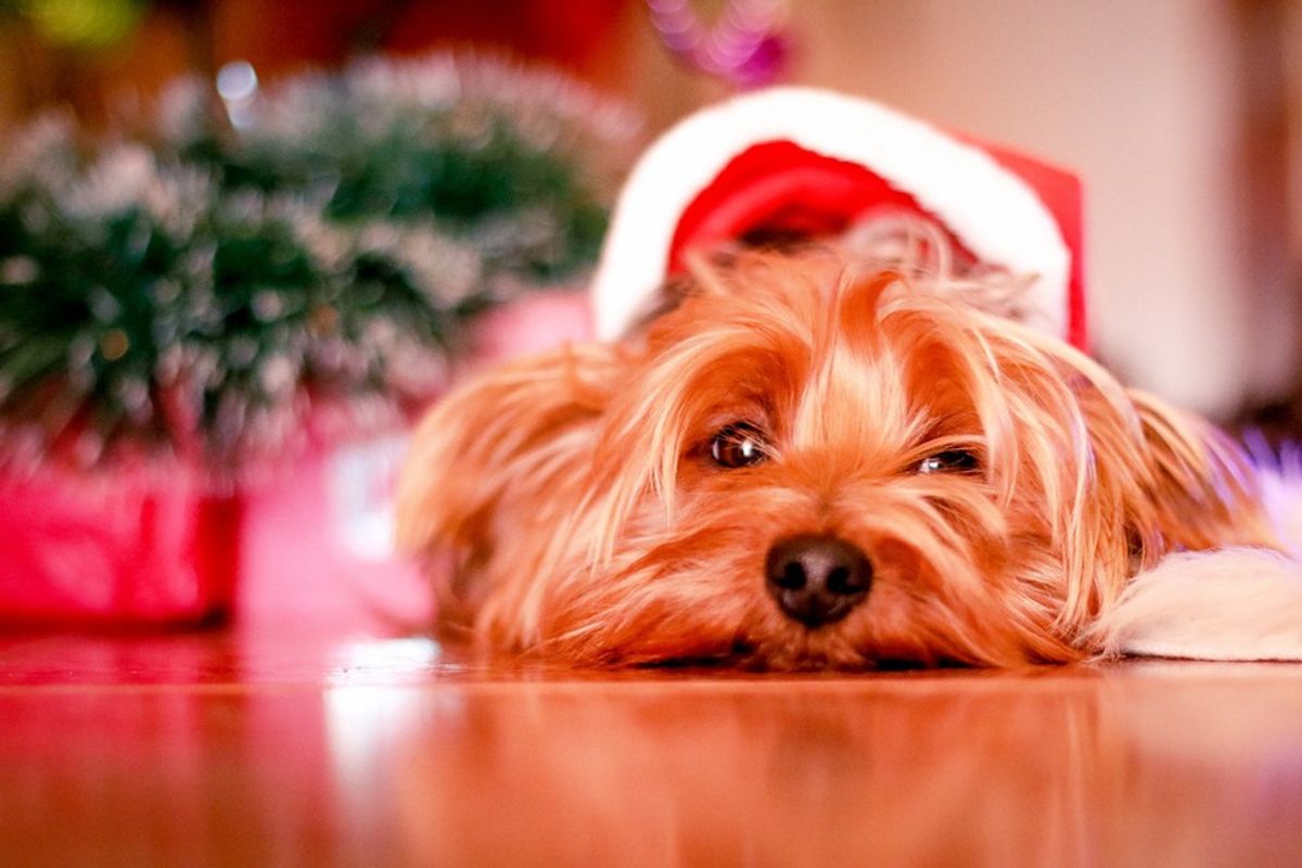 The 20 Dogs Of Christmas