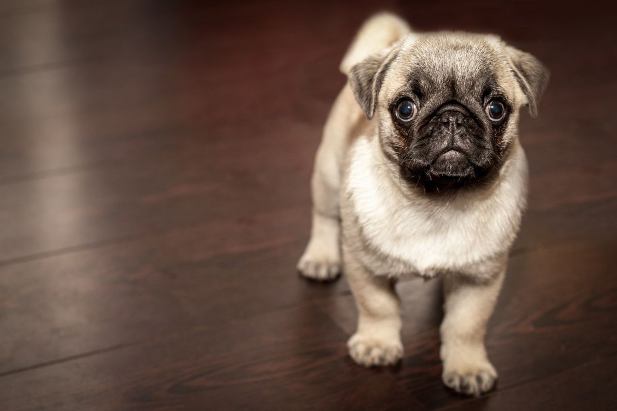 6 Reasons Why Pugs Are The Best Dog Breed