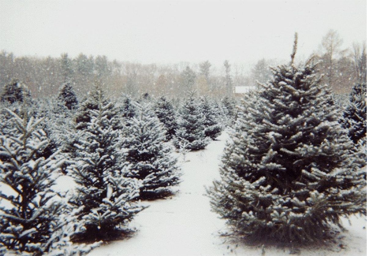 The Annual Christmas Tree Hunt