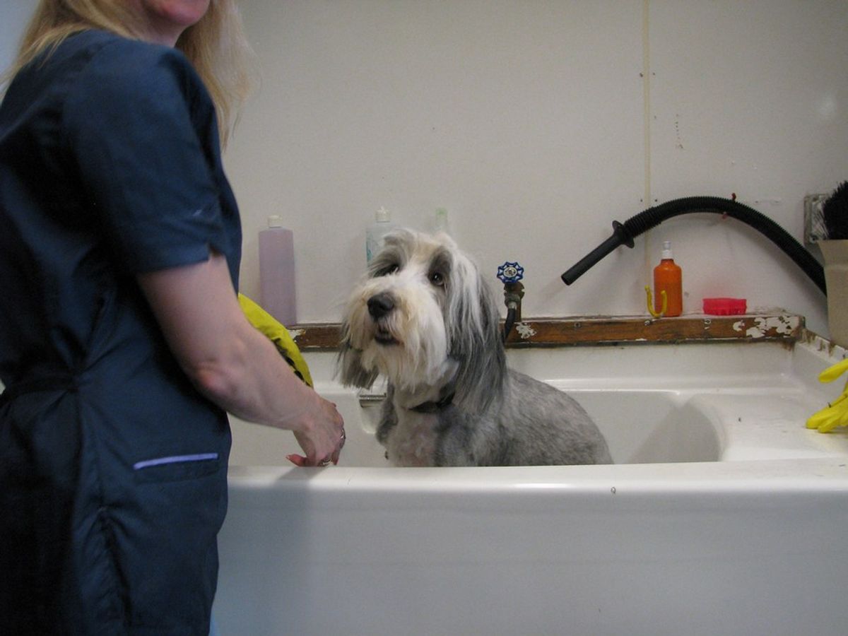 5 Questions Not To Ask A Dog Groomer