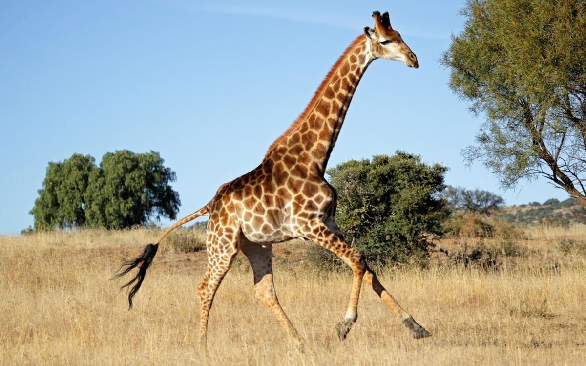 Humans Are Causing The Extinction Of The Giraffe