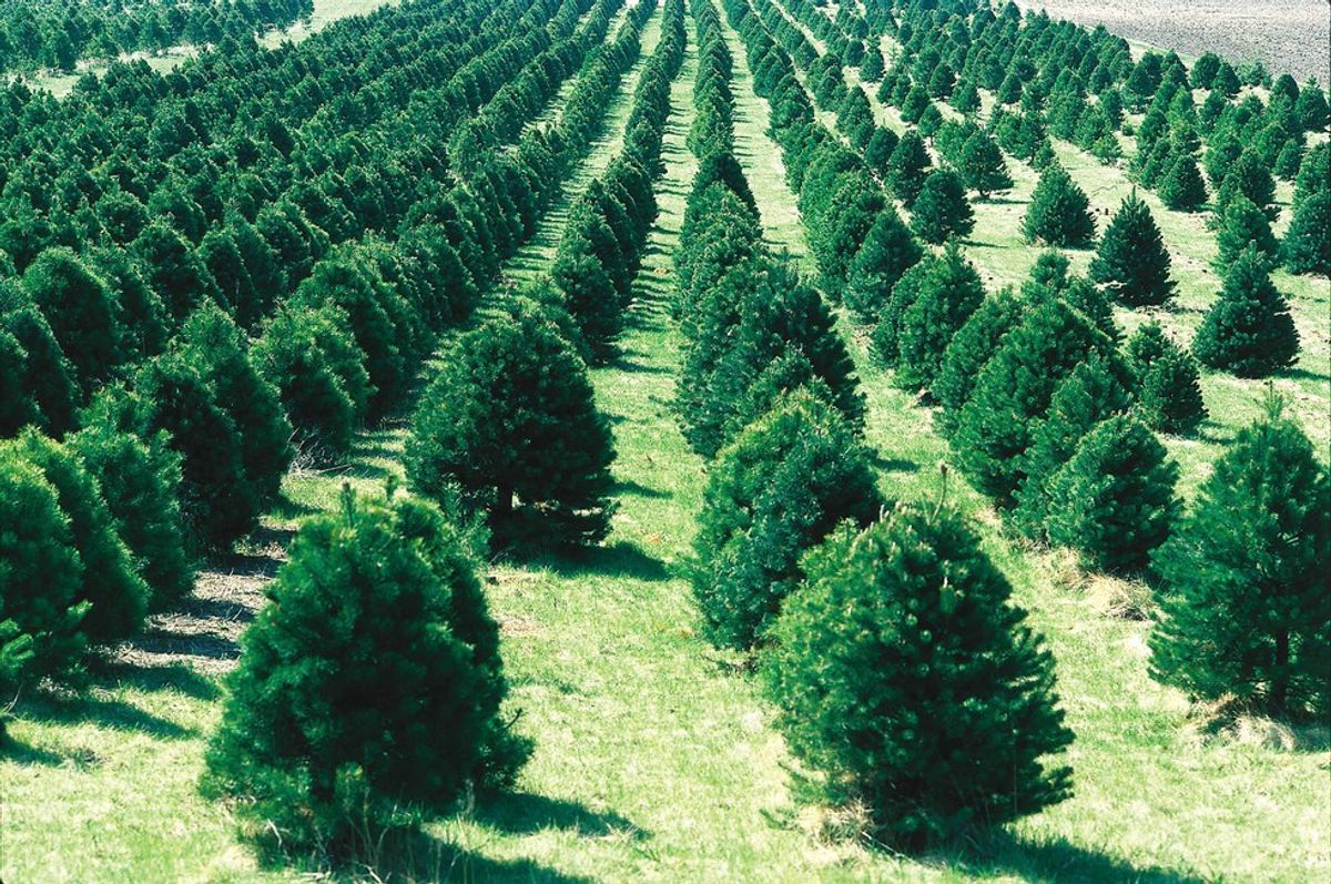 The Environmental Impacts of Christmas Trees