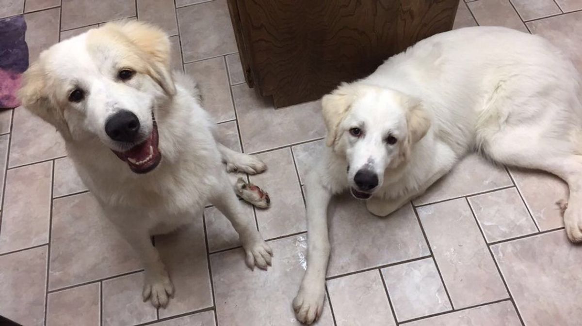 Living With Great Pyrenees Pups