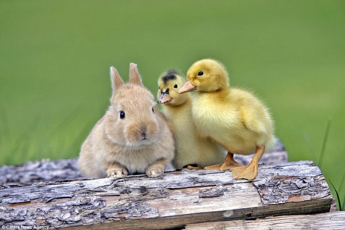 Baby Animal Pictures To Help You Procrastinate